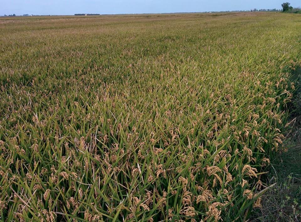 Caseta Manigotxa Deltebre Luaran gambar