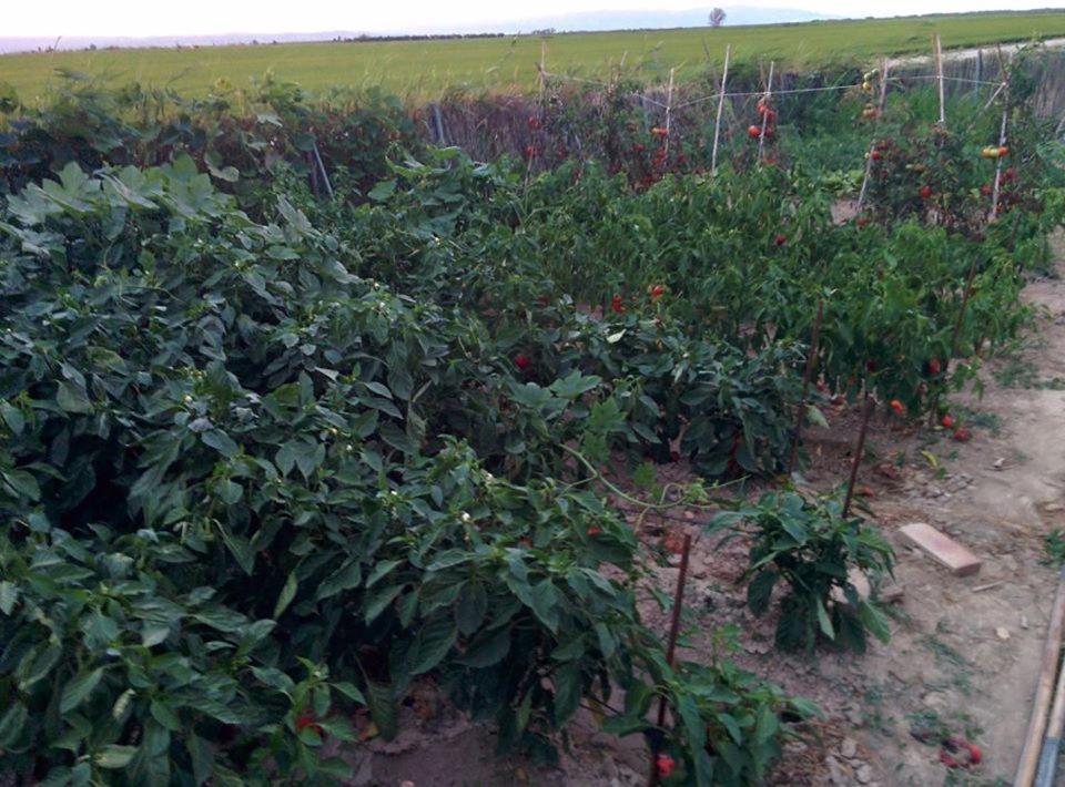 Caseta Manigotxa Deltebre Luaran gambar