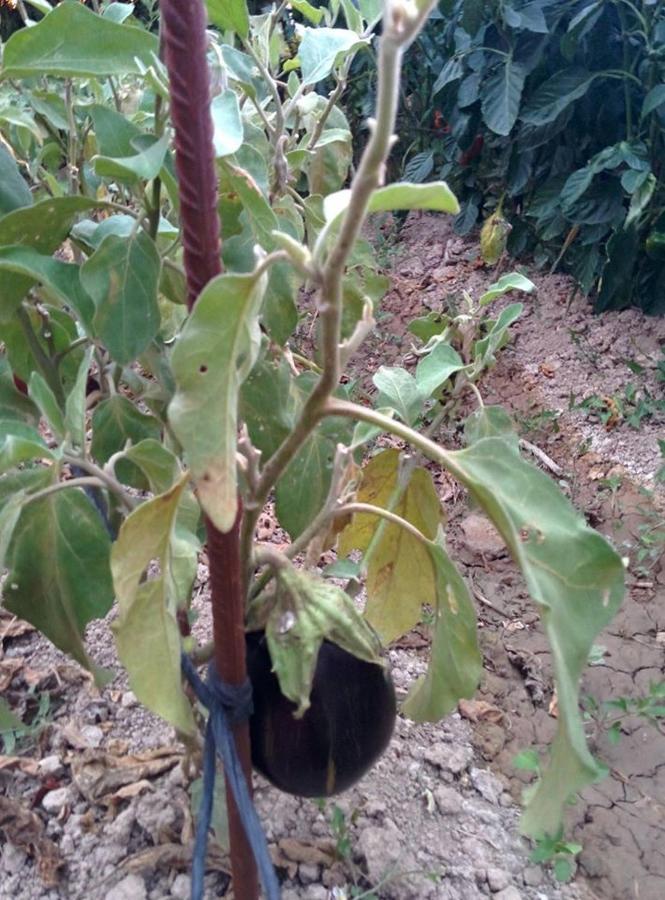 Caseta Manigotxa Deltebre Luaran gambar